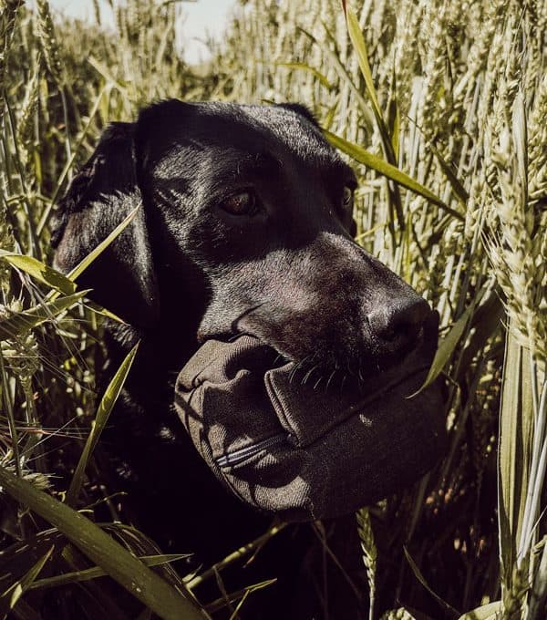 futter-dummy-diy-hunde-flummis-diary