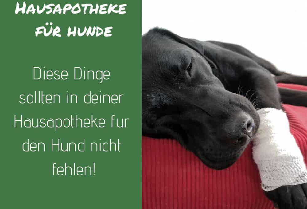 hausapotheke-hund-apotheke