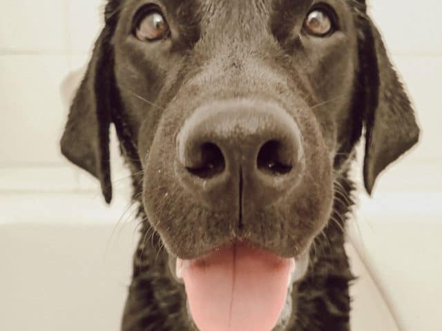 flummi-baden-hund-tipps-tricks