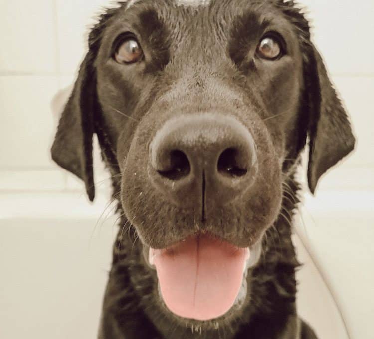 flummi-baden-hund-tipps-tricks