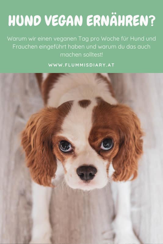 vegan-hund-ernaehrung-blog-tipps