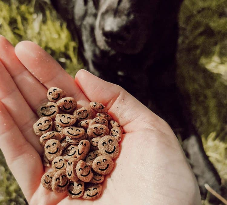 veganer-hund-vegan-ernährung-futter