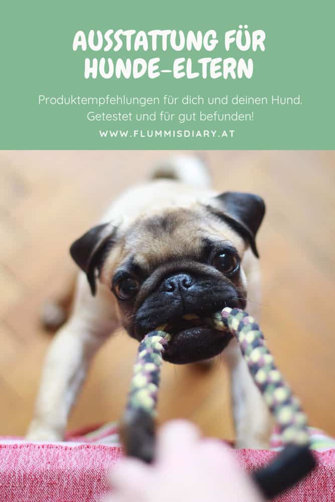 ausstattung-fuer-hunde-welpen-hund-zieht-ein