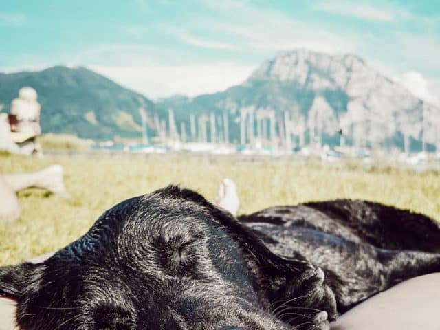 baden-hund-im-sommer-strand