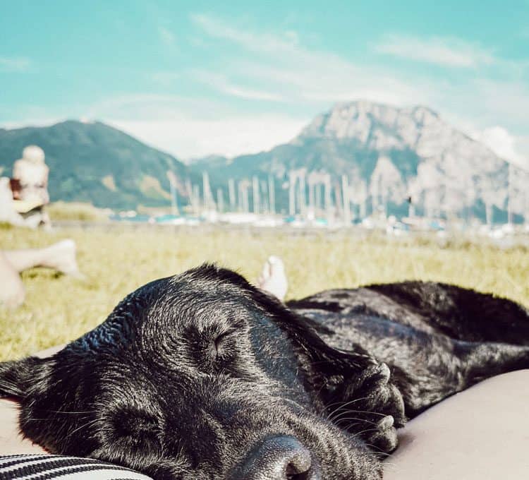 baden-hund-im-sommer-strand