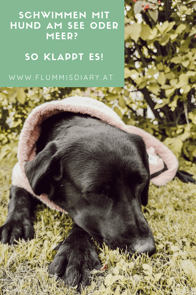 sommerzeit-badezeit-hund-meer-strand-see
