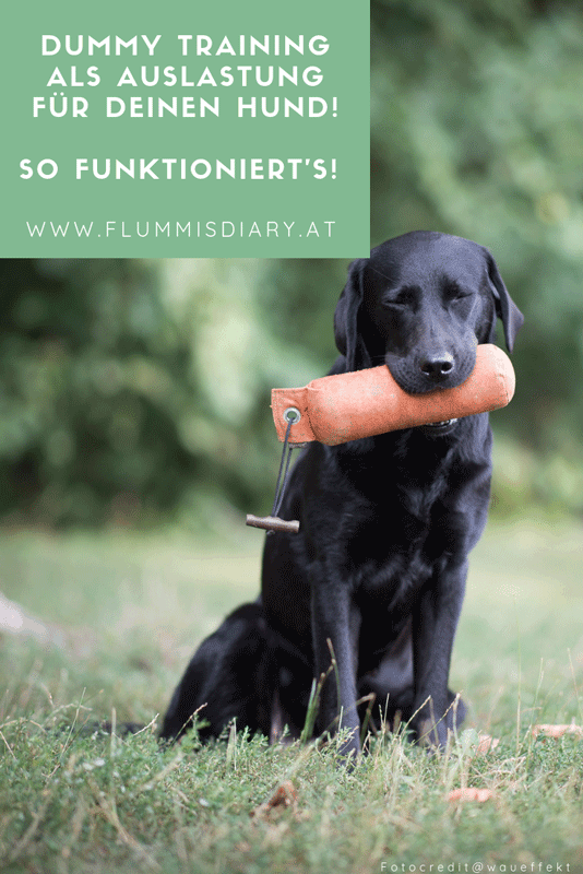 dummytraining-hund-auslastung-schritt-fuer-schritt