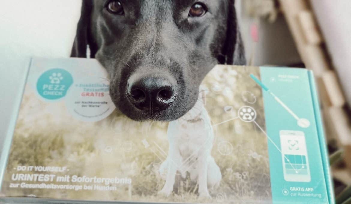 gesund-hund-check-test-pezz-life