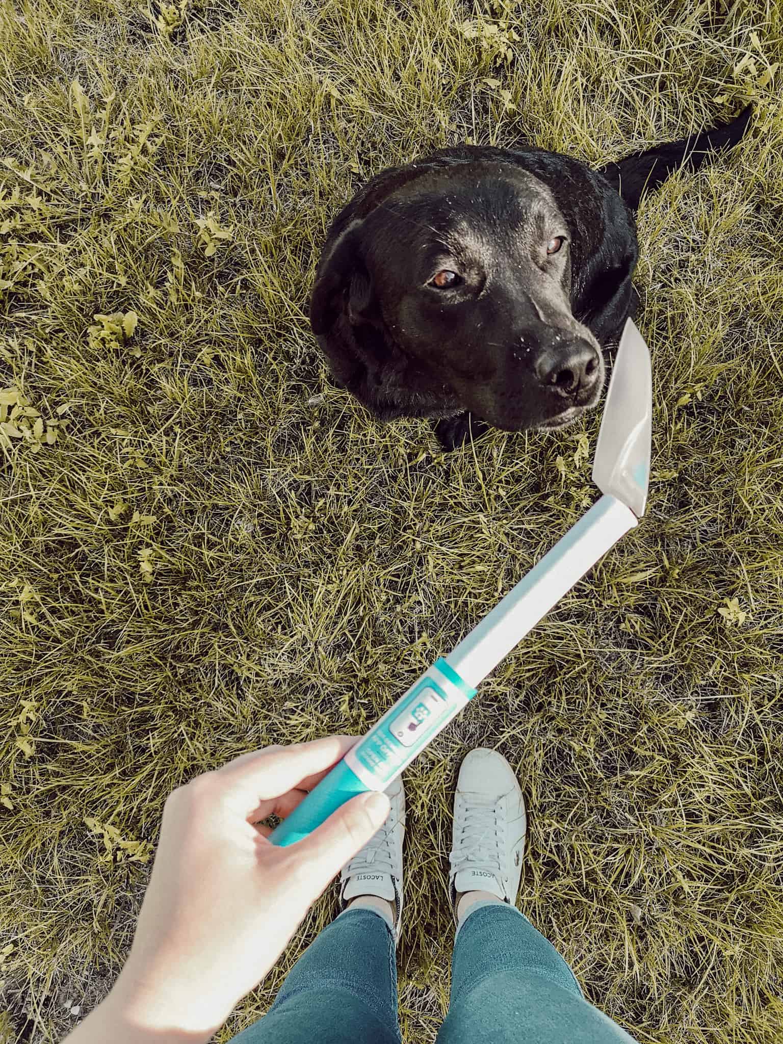 urintest-hund-gesundheit-check