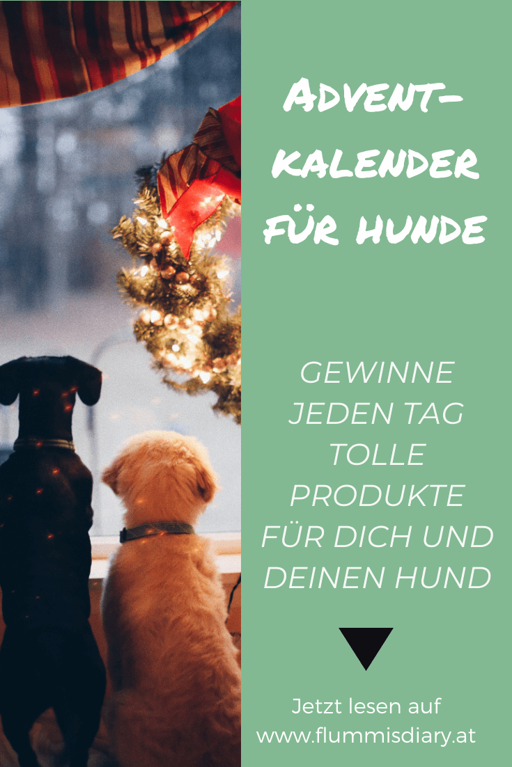 adventkalender-hund-gewinnspiel-blog-dog