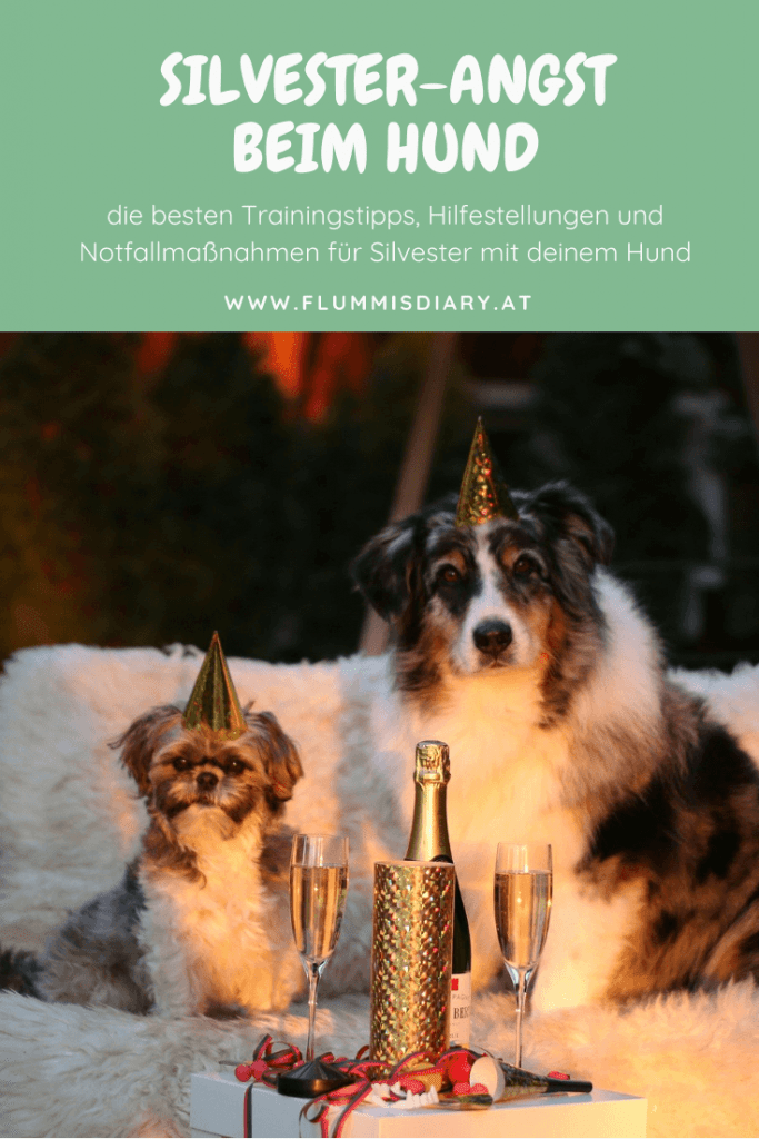 silvester-hund-angst-training-entspannt-tipp