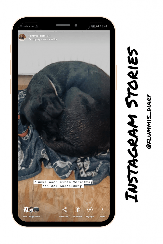 hundblogger-instagram-tipps-profil