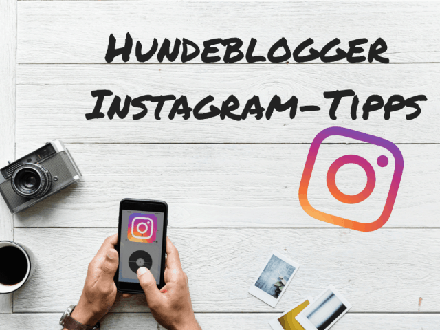 hunde-blogger-instagram-tipps-hilfe-hundeblogger-werden