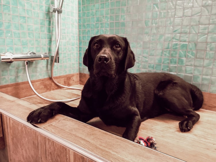 hotel-magdalena-zillertal-hundesalon-bewertung.jpg