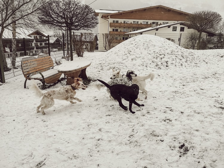 hundeplatz-hotel-magdalena-zillertal-tirol-hunde