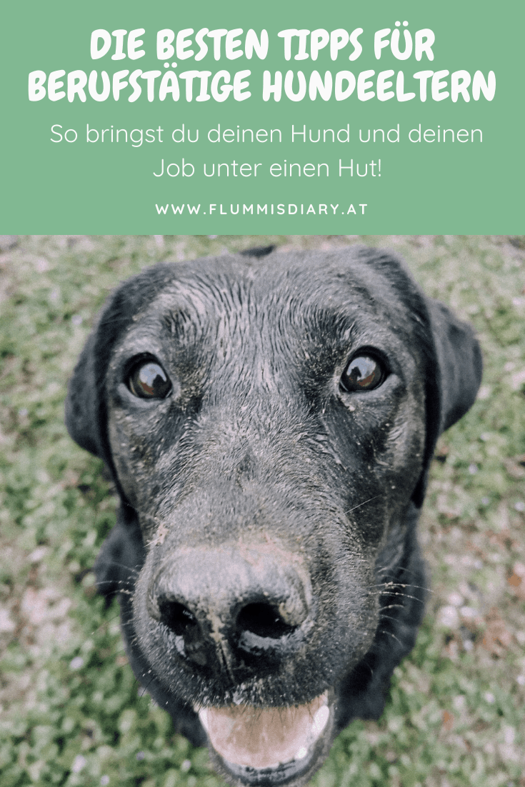 berufstaetig-mit-hund-job-arbeiten-vollzeitjob-hunde-tipps-erfahrungen