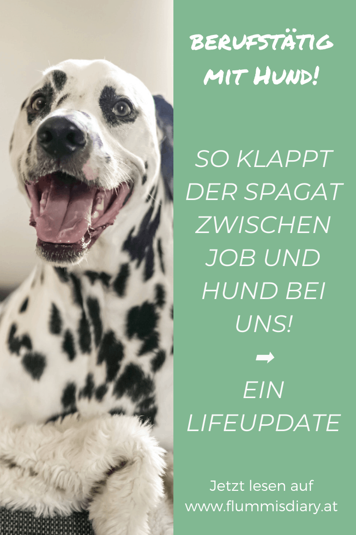 berufstaetig-mit-hund-job-arbeiten-vollzeitjob-lifeupdate