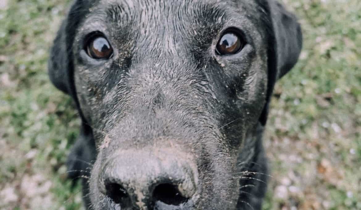 berufstätig-mit-hund-tipps-lifeupdate-karriere-job-hund