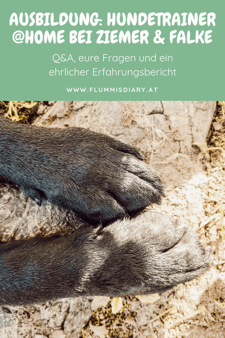 hunde-trainer-ausbildung-oesterreich-lehrgang-fernstudium-hundetrainer