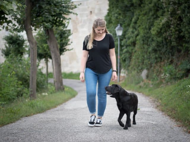 hundetrainer-home-ausbildung-ziemer-falke-erfahrungen-erfahrungsbericht