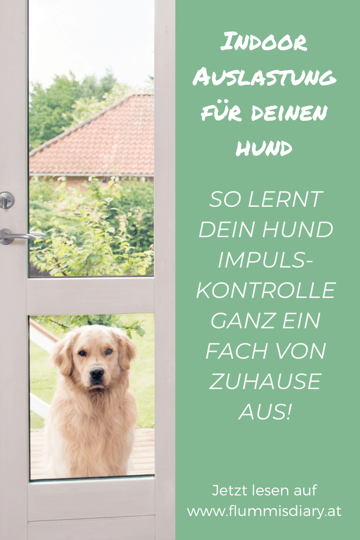 impulskontrolle-indoor-auslastung-hund-uebungen-training