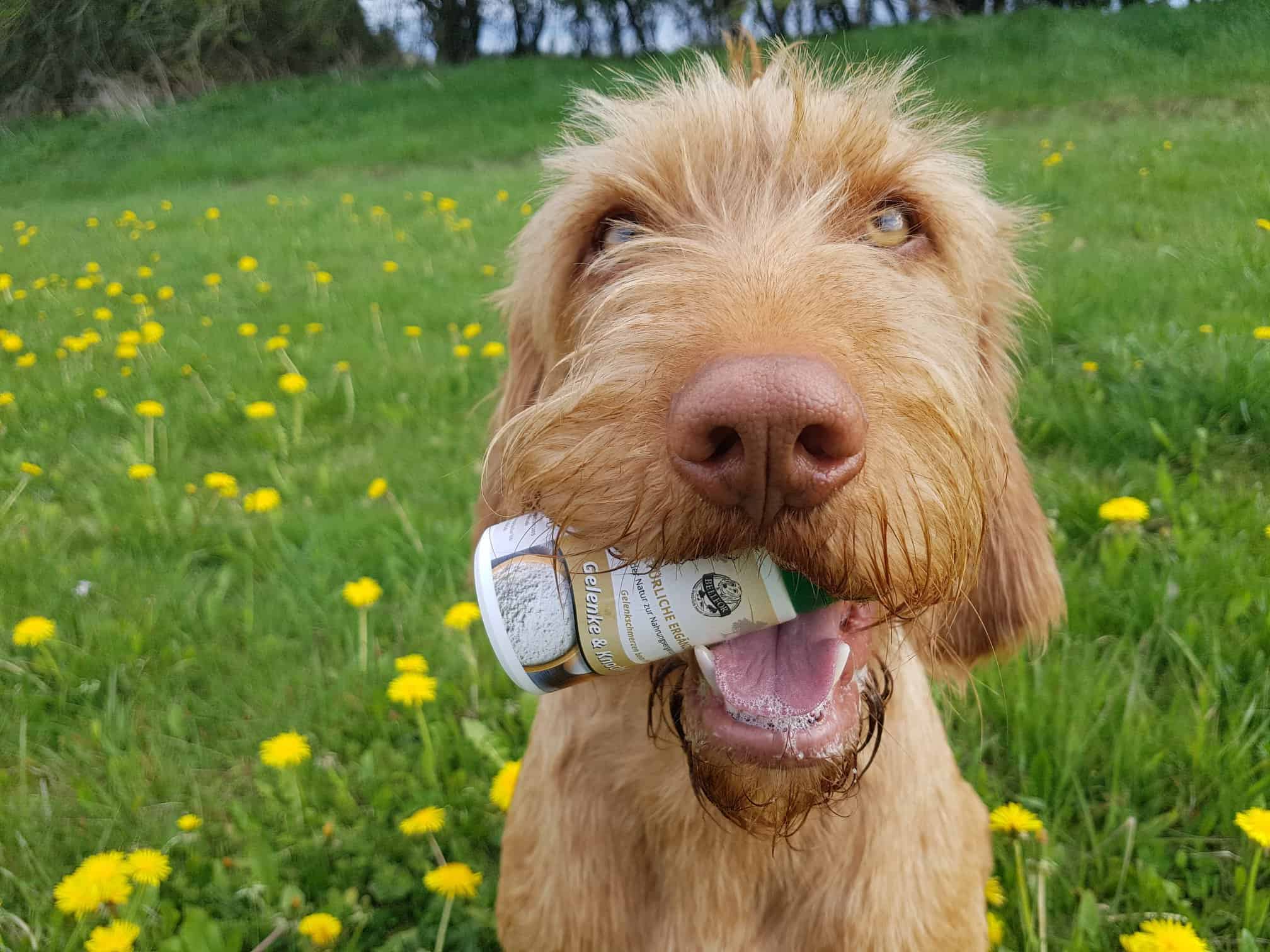 bellfor-hundefutter