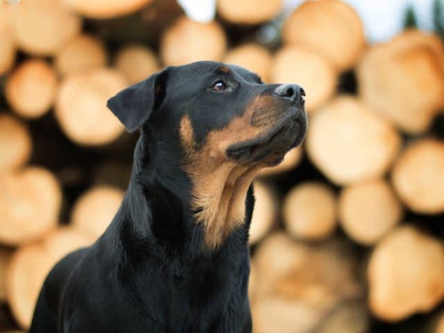 rasseportrait-rottweiler-hunderasse-erfahrung-blog