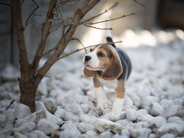 waueffekt-celia-ritzberger-foto-tipps-hund