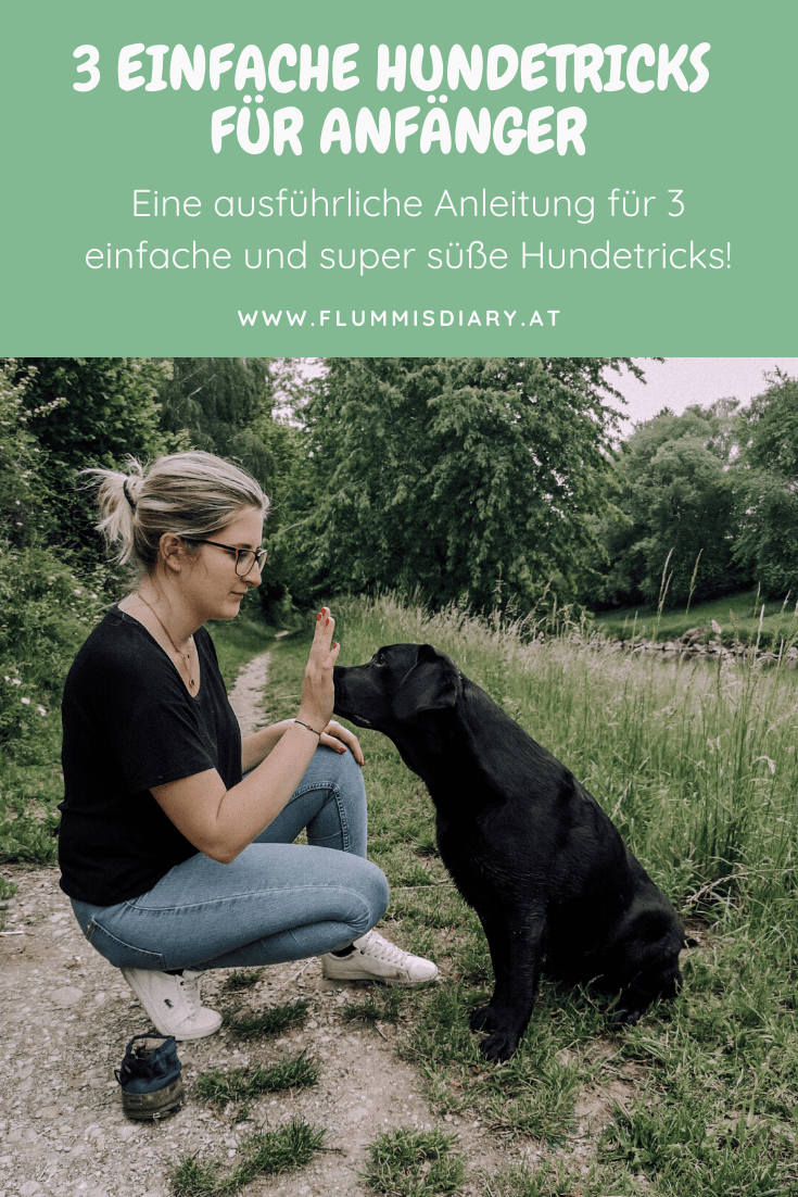3-einfache-hundetricks-anleitung-tricksen-blog-hund
