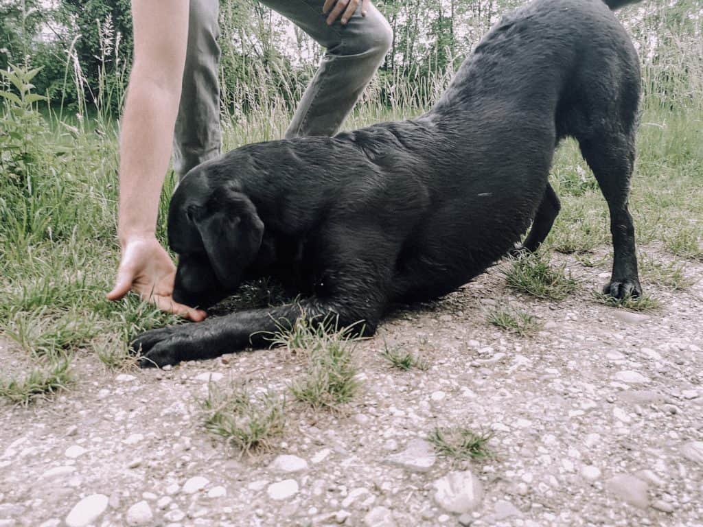 hundetrick-lernen-einfach-hund-verbeugen