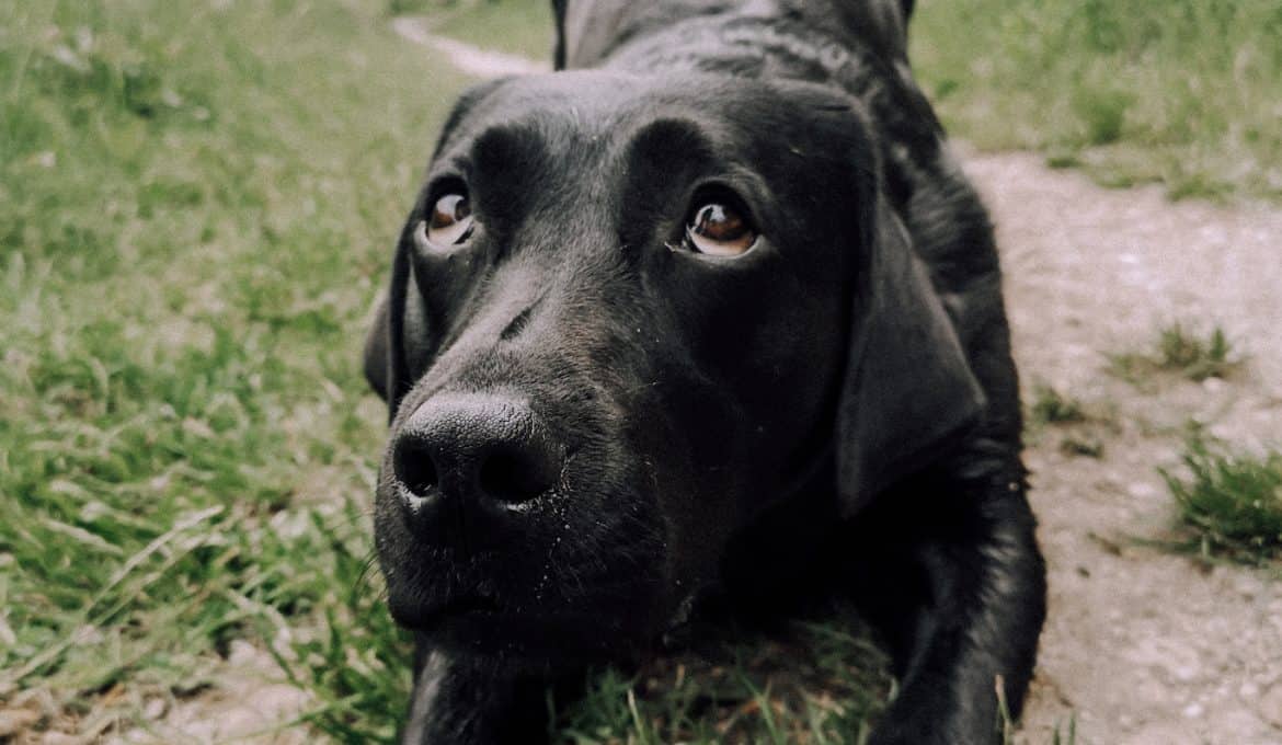 tricksen-mit-hund-hundetricks-kunsstueck-verbeugen-anleitung