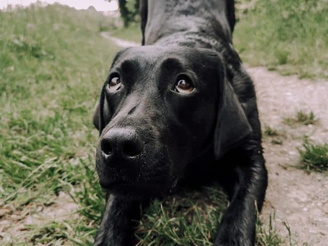tricksen-mit-hund-hundetricks-kunsstueck-verbeugen-anleitung