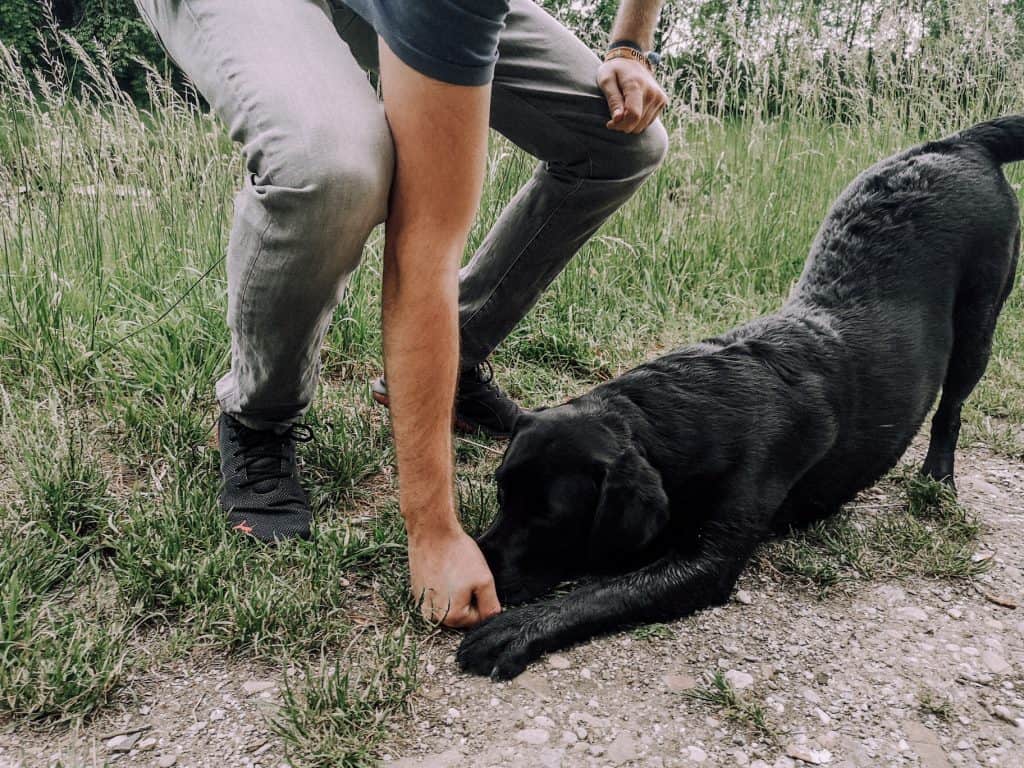 yoga-hund-anleitung-trick-tricksen