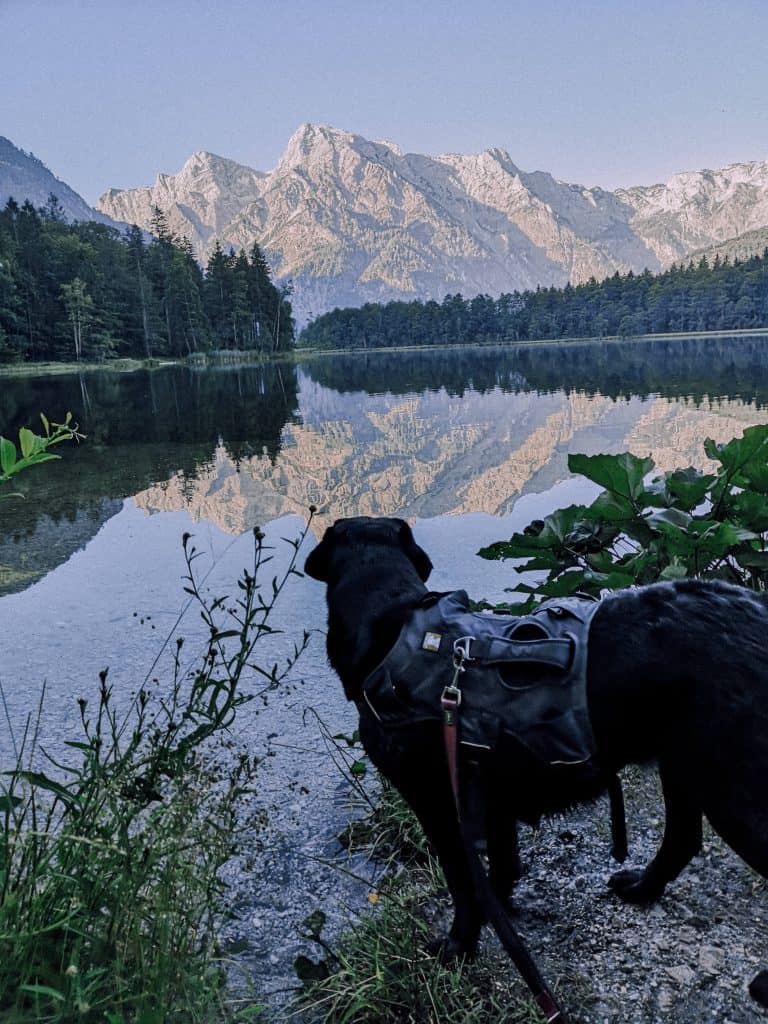 almsee-mit-hund-tipps-oberoesterreich