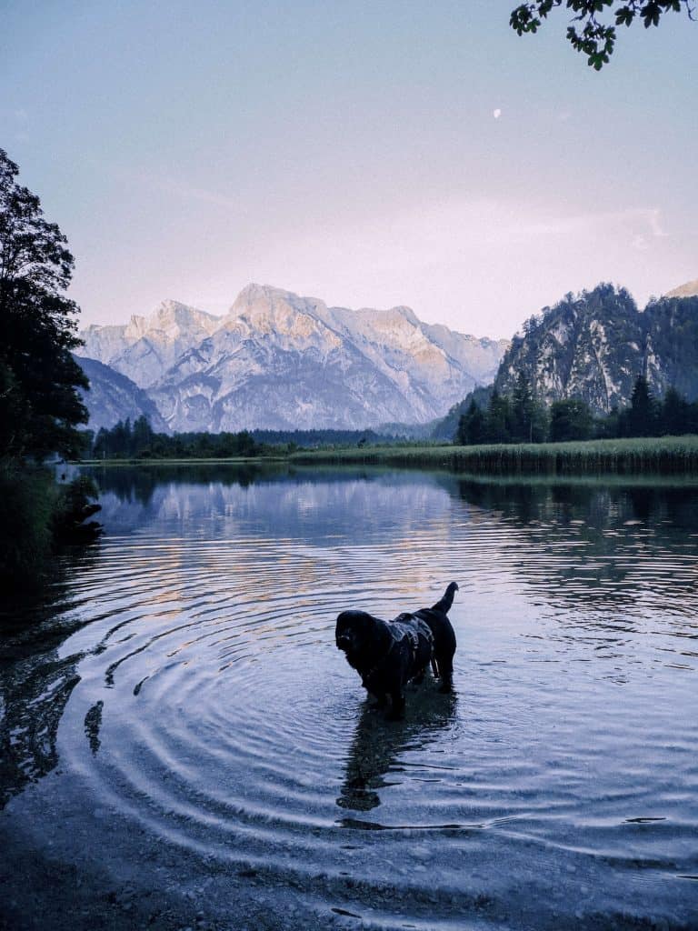 almsee-mit-hund-wanderung-salzkammergut