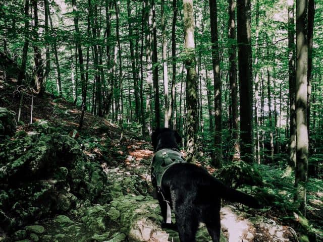 sonnstein-hund-wanderung-mit-hund