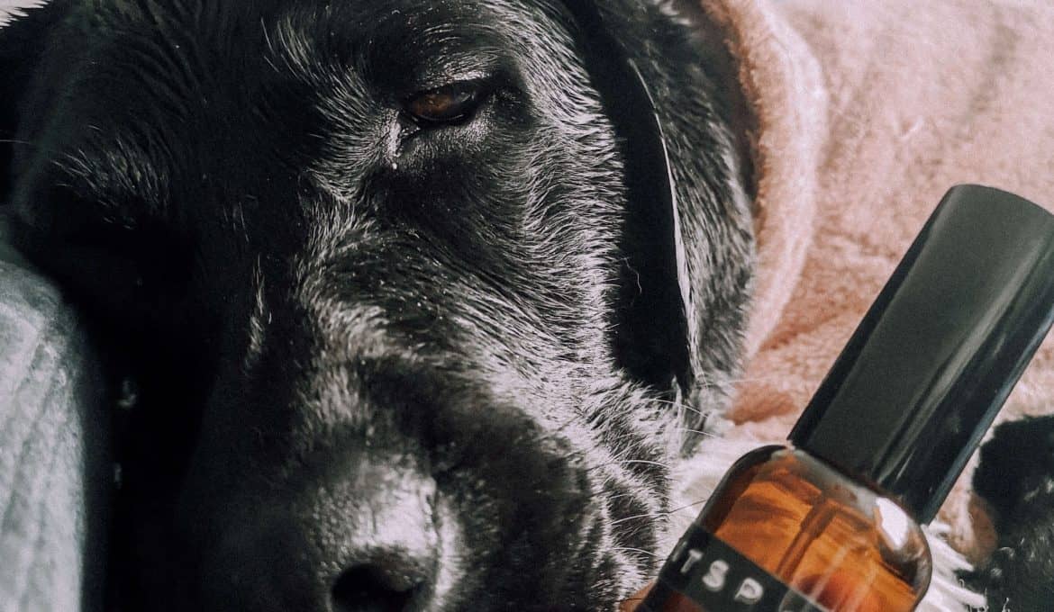 diy-alleine-bleiben-spray-hunde-aetherische-oele-aroma-hund