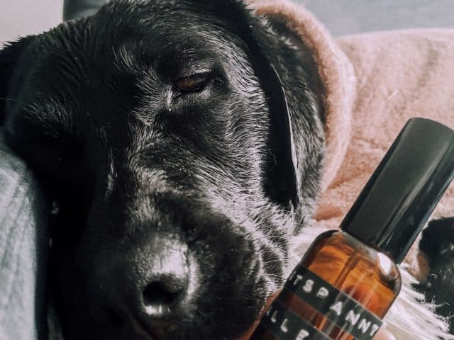 diy-alleine-bleiben-spray-hunde-aetherische-oele-aroma-hund