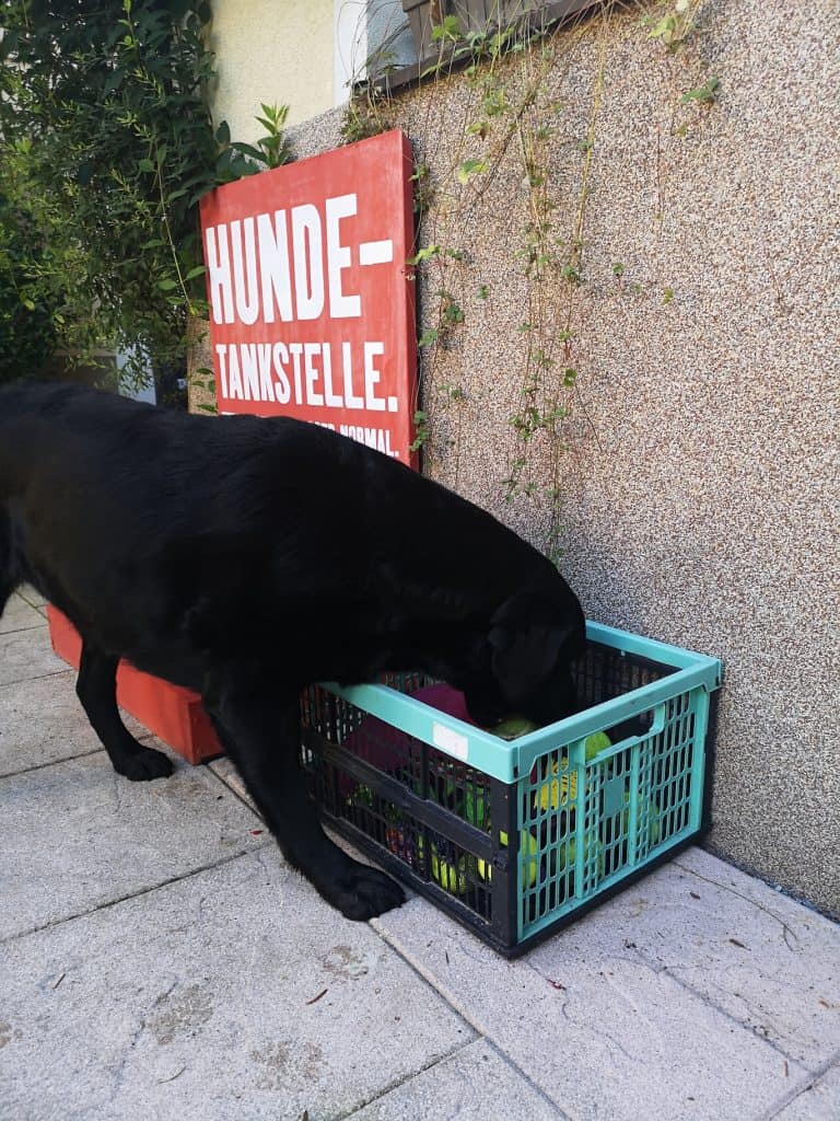 residenz-gruber-urlaub-mit-hund-spielsachen-hunde