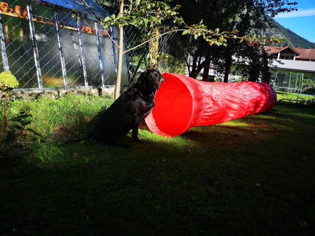 urlaub-in-salzburg-mit-hund