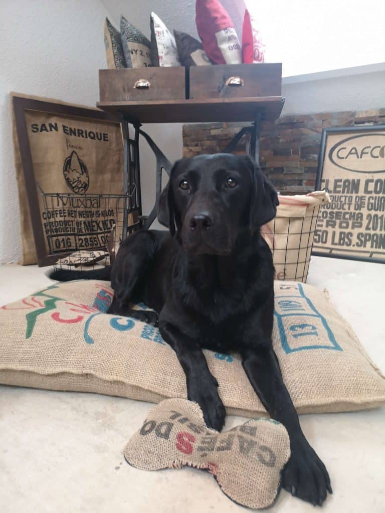 amigo-hundebett-flummi-weinvierteil-nachhaltig