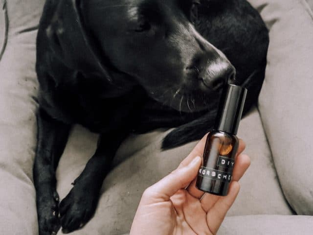 diy-koerbchen-spray-hund-hundebett-bett-kissen-frisch