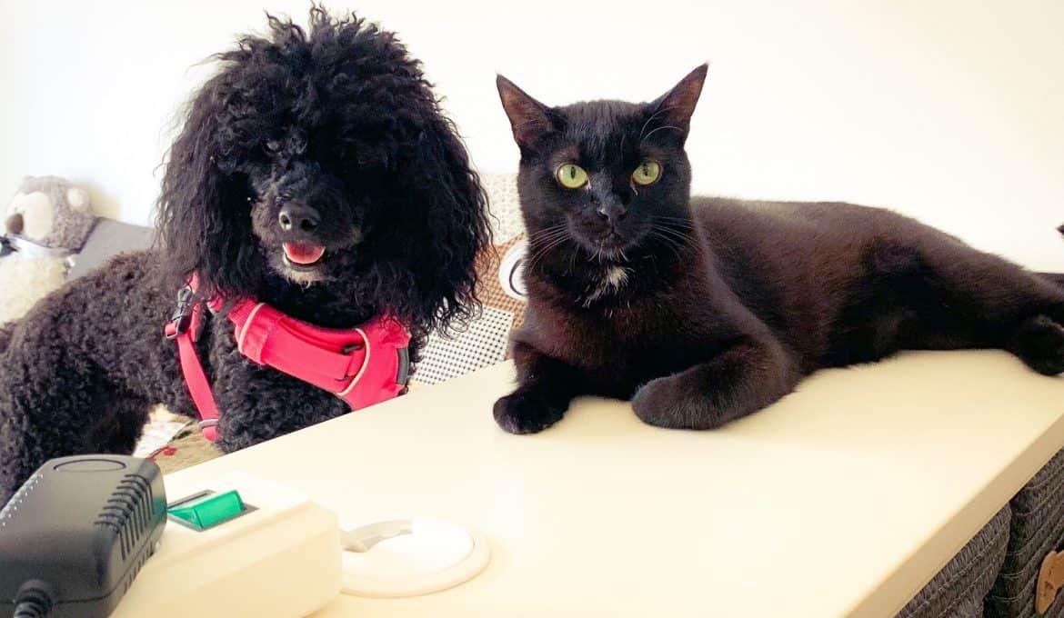 zusammenleben-hund-und-katze-tipps-hilfe-blog