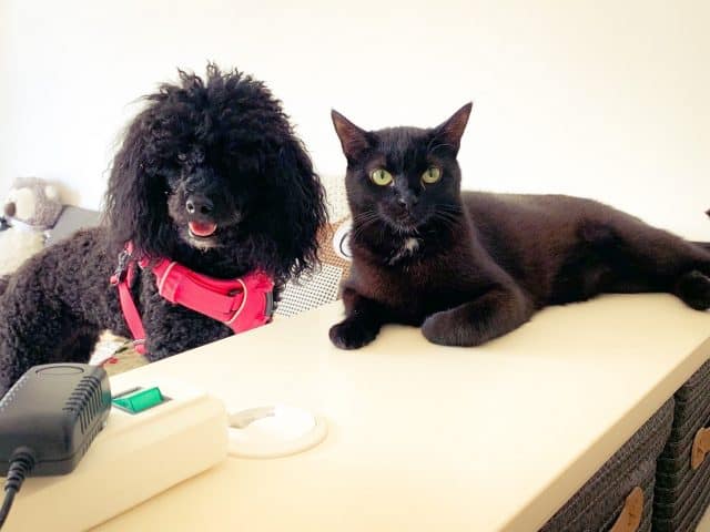 zusammenleben-hund-und-katze-tipps-hilfe-blog