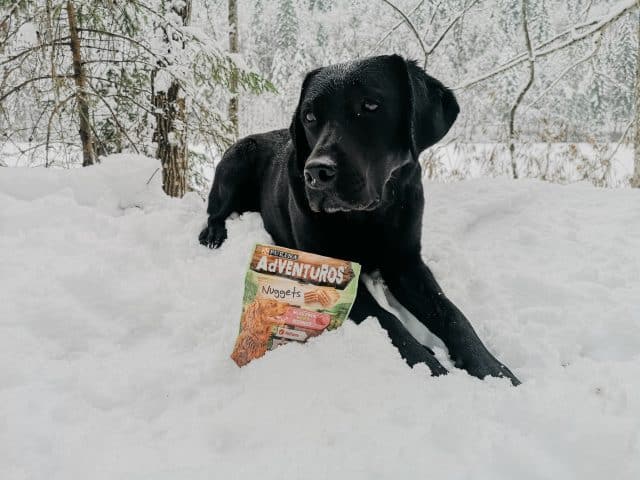 adventuros-ausflug-tipps-inspo-ideen-hund-weihnachten