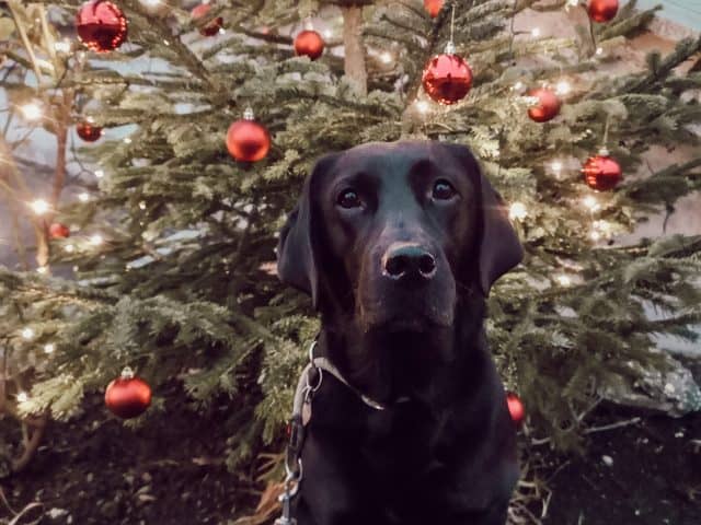 blogparade-weihnachten-mit-hund-hundeblog