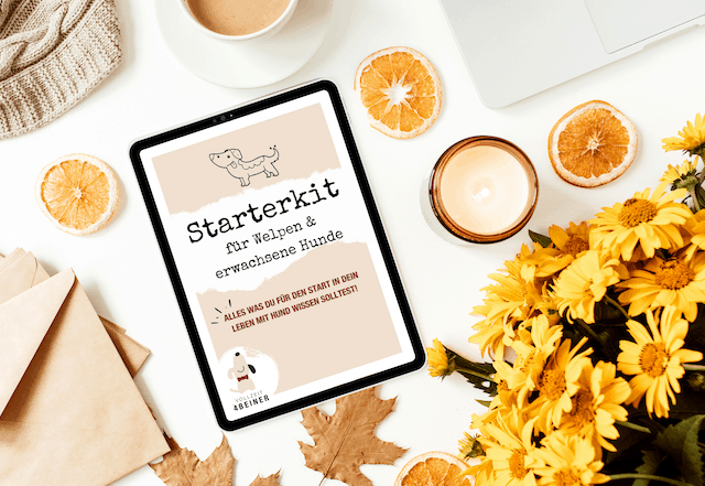 starterkit-fuer-welpen-hundetrainer-freebie-gratis-hunde