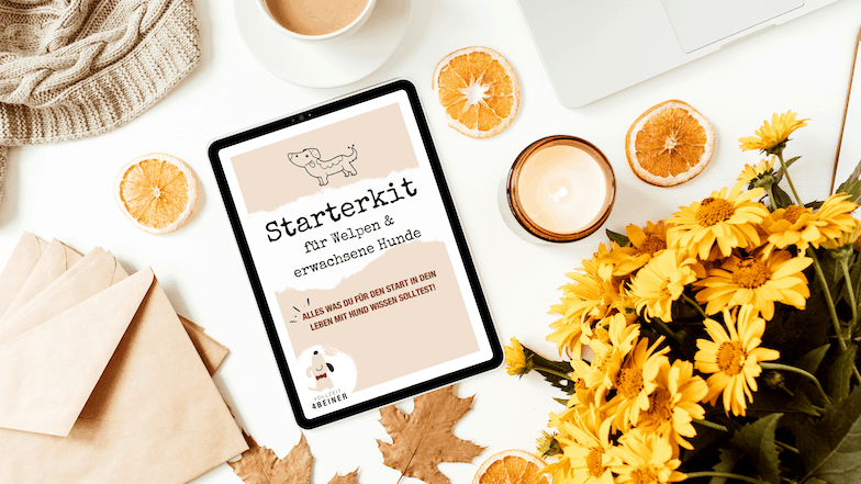starterkit-fuer-welpen-hundetrainer-freebie-gratis-hunde