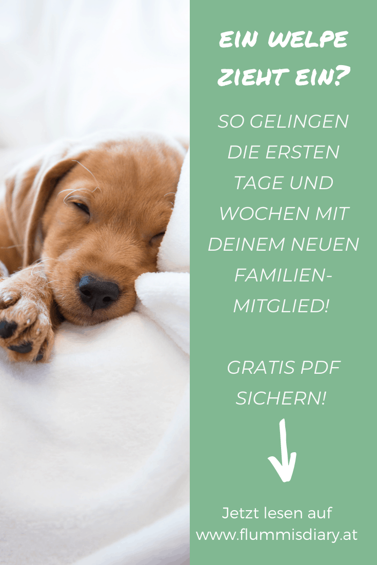 starterkit-fuer-welpen-zieht-ein-welpe-hund