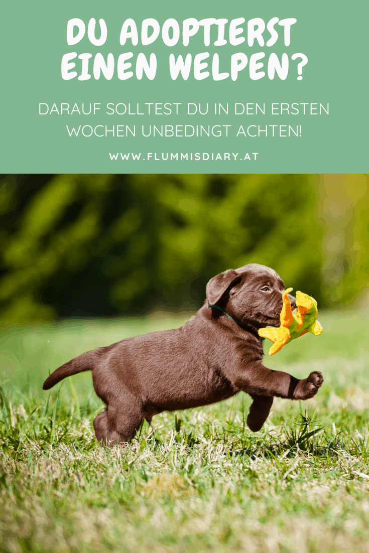 welpe-zieht-ein-adoptieren-tipps-hilfe